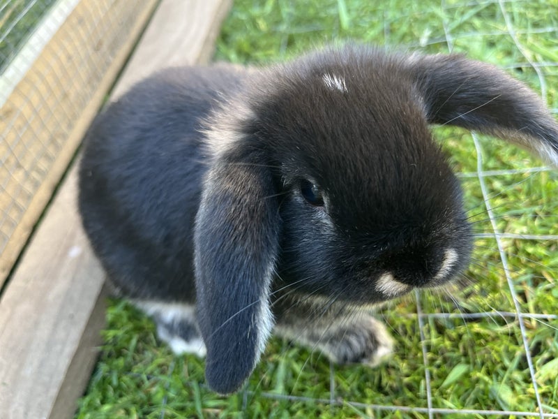 Cutest male mini lop bunny Carousel 5