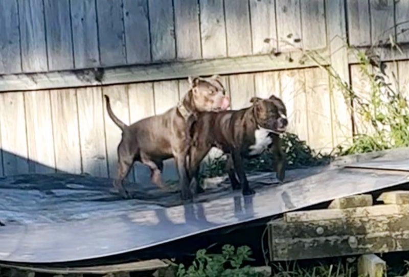 English Staffordshire bull terrier Pups Carousel 2