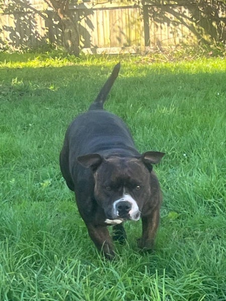 English Staffordshire bull terrier Pups Carousel 8