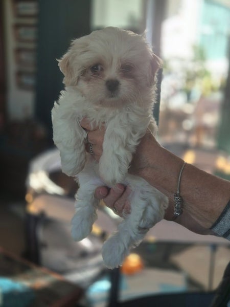 Puppies Carousel 1