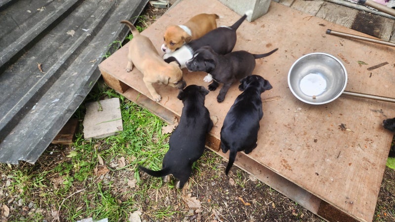 Puppies Carousel 1