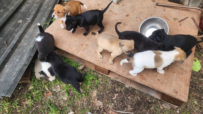 Puppies Carousel 2
