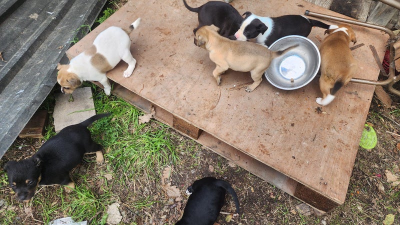 Puppies Carousel 3