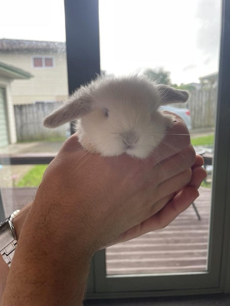 Minilop Bunnies Carousel 2