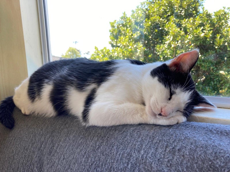 Brave Paws Cat Rescue - Cat - Dave Carousel 1