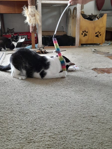 Brave Paws Cat Rescue - Cat - Dave Carousel 14
