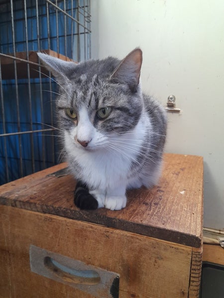 Brave Paws Cat Rescue - Cat - Casey Carousel 2