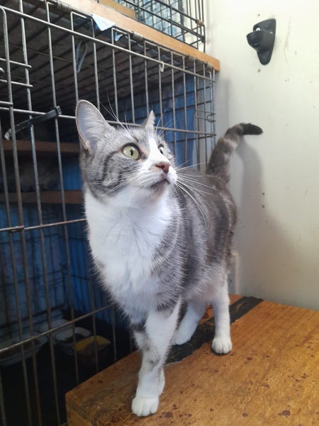 Brave Paws Cat Rescue - Cat - Casey Carousel 1