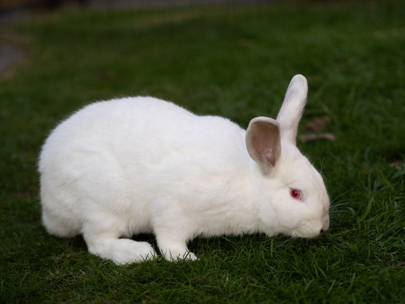 Californian X NZ White Rabbits Carousel 2