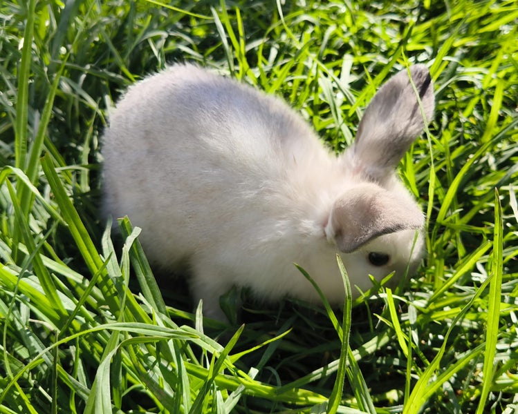 Purebred Mini lop Rabbit Babies Carousel 10