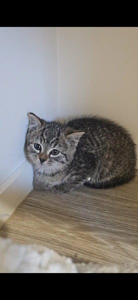 Tabby Kitten Carousel 1
