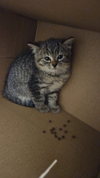 Tabby Kitten Carousel 2