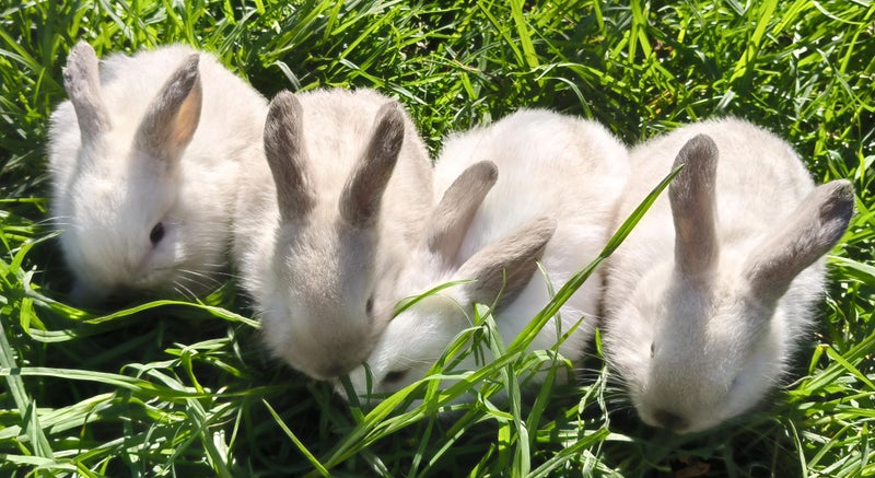 Purebred Mini lop Rabbit Babies Carousel 1