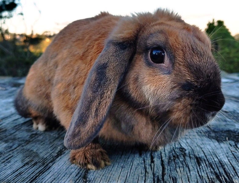 Rabbit - Attractive and Healthy Carousel 1