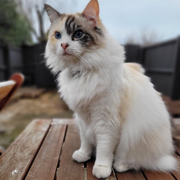 Pippa the Ragdoll Carousel 1