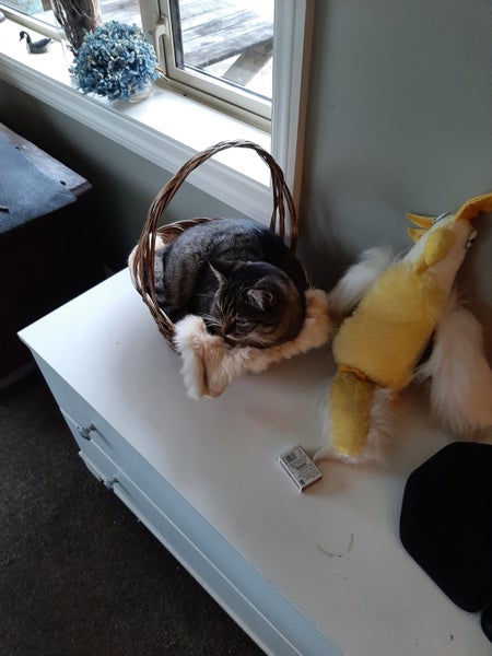 Puss Puss Needs A New Home Carousel 2