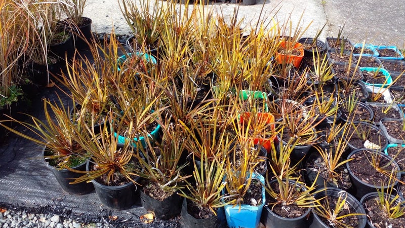 Libertia Ixoides (native iris) Carousel 1