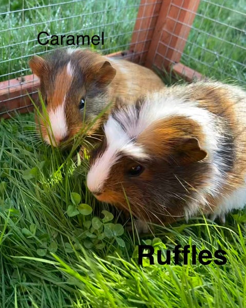 Baby Guinea Pigs Carousel 1