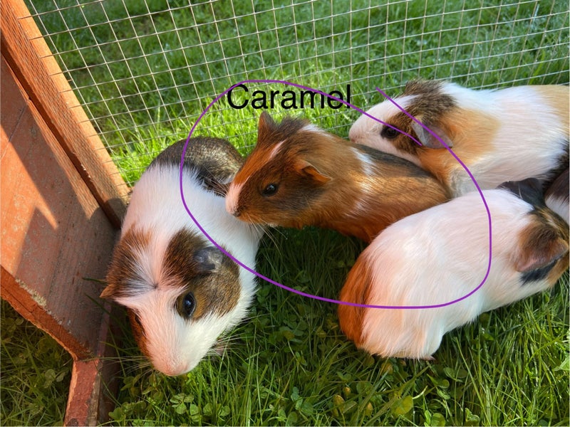 Baby Guinea Pigs Carousel 2