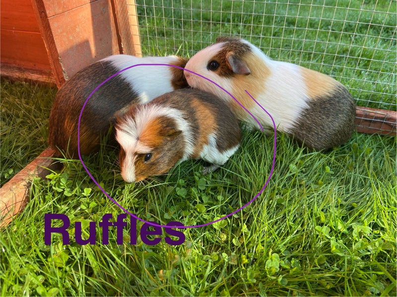 Baby Guinea Pigs Carousel 4
