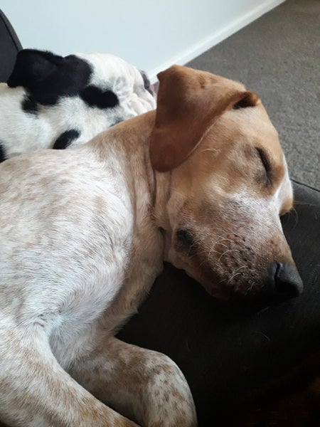 Murphy - GSP x Lab Male Carousel 1