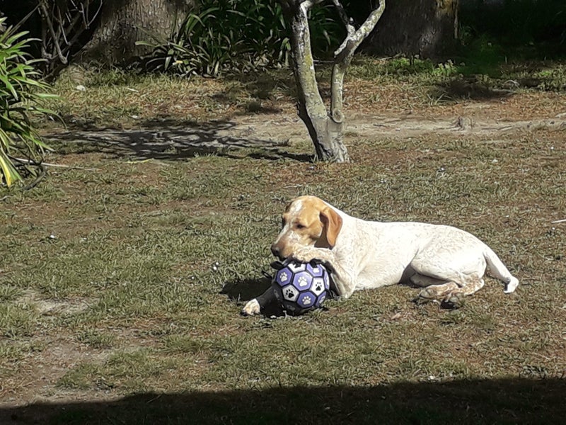 Murphy - GSP x Lab Male Carousel 2