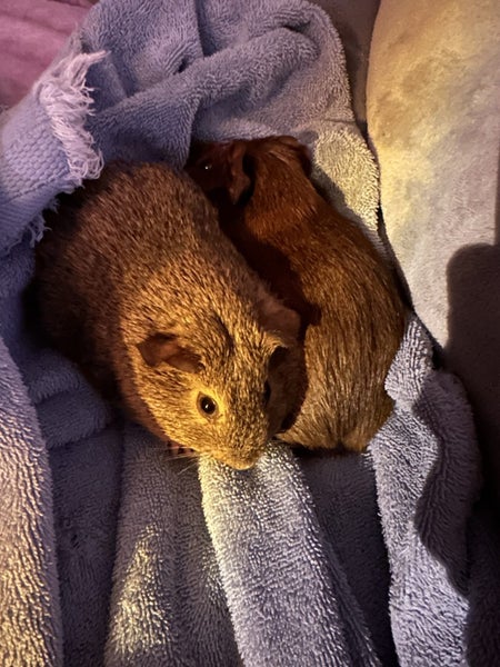 Guinea pigs Carousel 1
