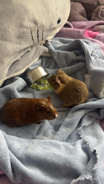 Guinea pigs Carousel 2