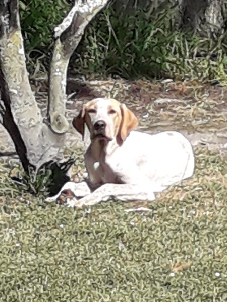 Murphy - GSP x Lab Male Carousel 4