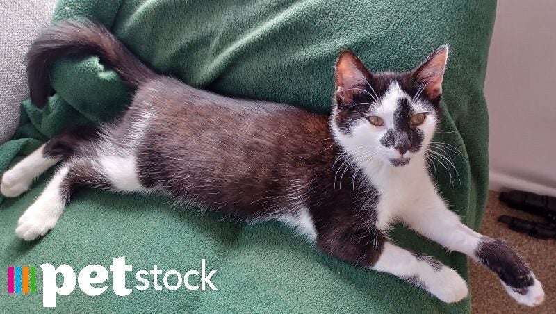 LONELY MIAOW KITTEN - MARVIN Carousel 1