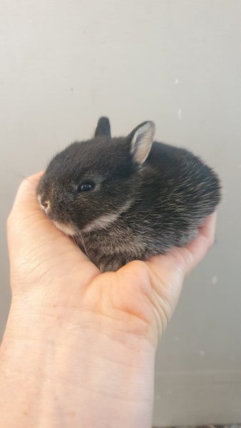 Baby Netherland Dwarf rabbits, pick up Helensville. Ready 26 May Carousel 1
