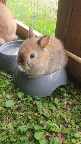 Baby Netherland Dwarf rabbits, pick up Helensville. Ready 26 May Carousel 1