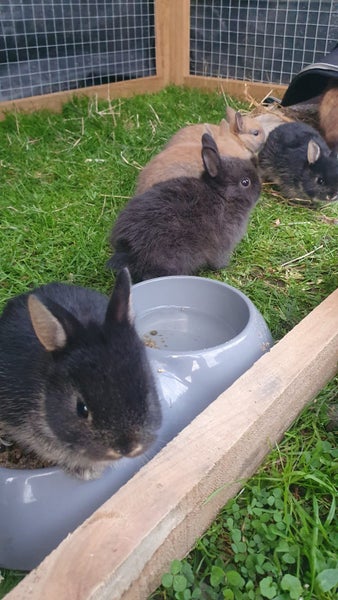 Baby Netherland Dwarf rabbits, pick up Helensville. Ready 26 May Carousel 2