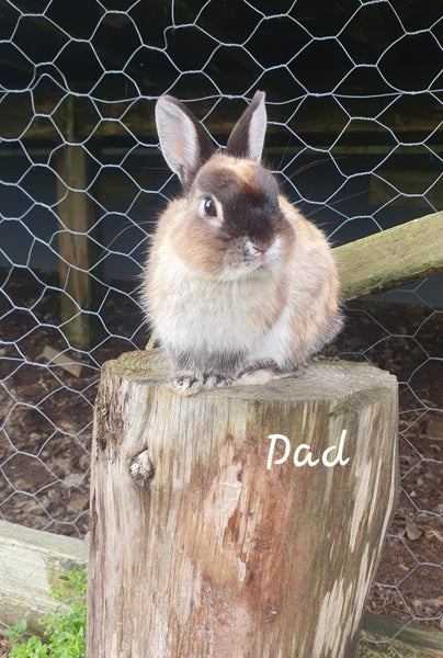 Baby Netherland Dwarf rabbits, pick up Helensville. Ready 26 May Carousel 9