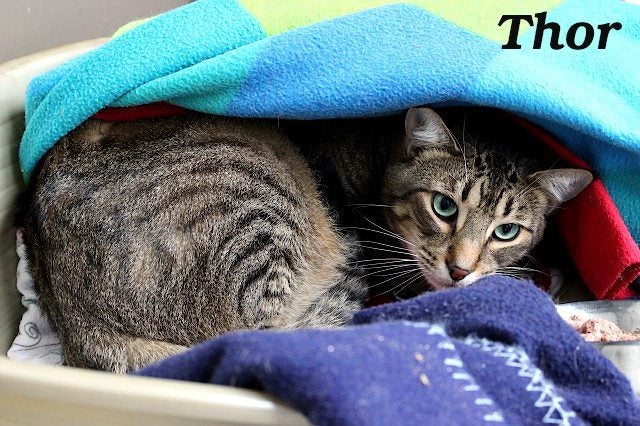 Cats Protection Canterbury - New Arrivals 6/5/25 Carousel 2
