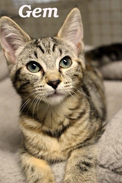 Cats Protection Canterbury - Kittens and Teens Carousel 1