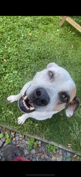 Pippa - Staffy X Carousel 2