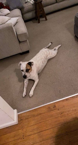 Pippa - Staffy X Carousel 4