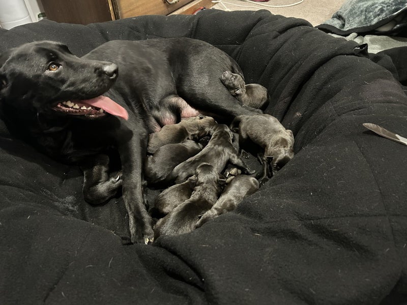 SHAR PEI X PUPPIES FOR SALE Carousel 2