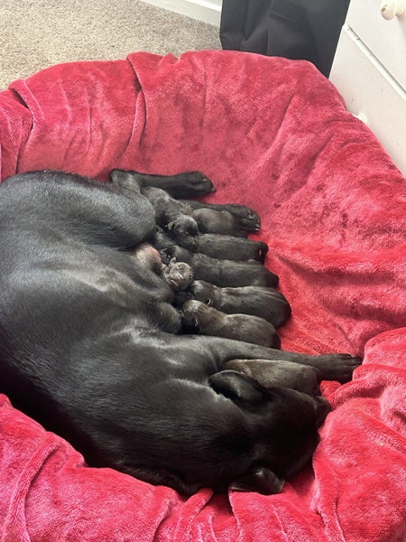 SHAR PEI X PUPPIES FOR SALE Carousel 1