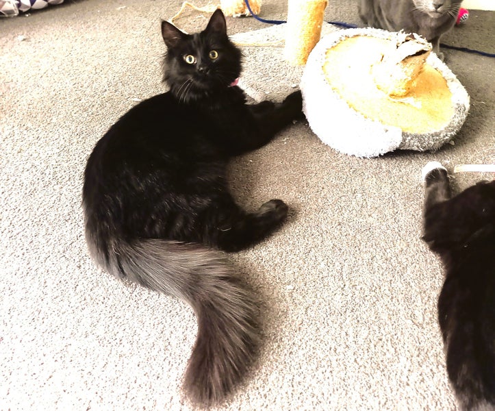CAT RESCUE CHCH - Ready For Adoption Toodles Carousel 1