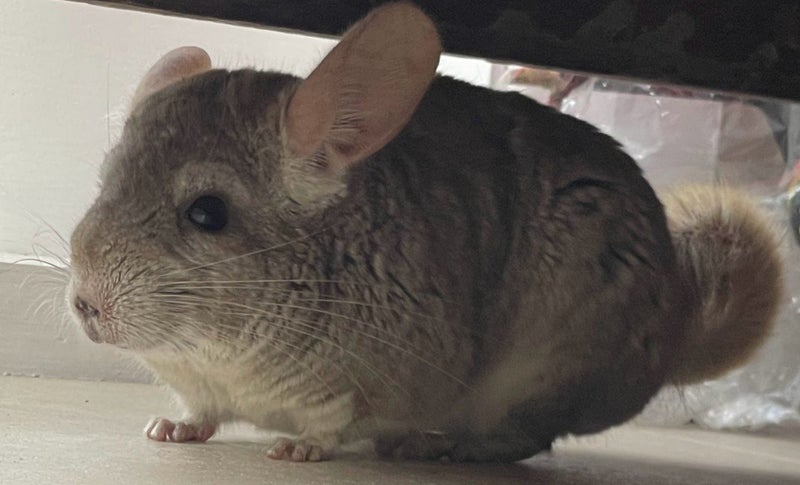 Bonded Pair of Chinchillas for Sale – Friendly & Cuddly! Carousel 1