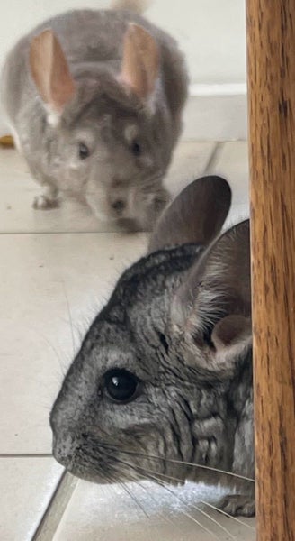 Bonded Pair of Chinchillas for Sale – Friendly & Cuddly! Carousel 2