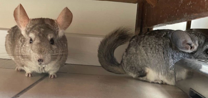 Bonded Pair of Chinchillas for Sale – Friendly & Cuddly! Carousel 5