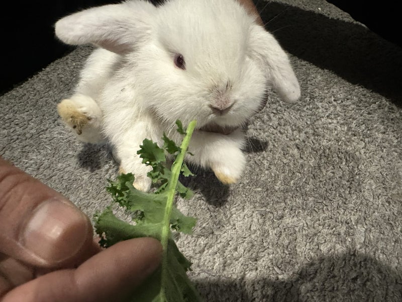 Mini lop baby bunnies Carousel 1