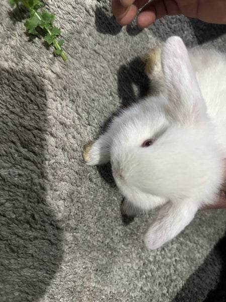 Mini lop baby bunnies Carousel 2