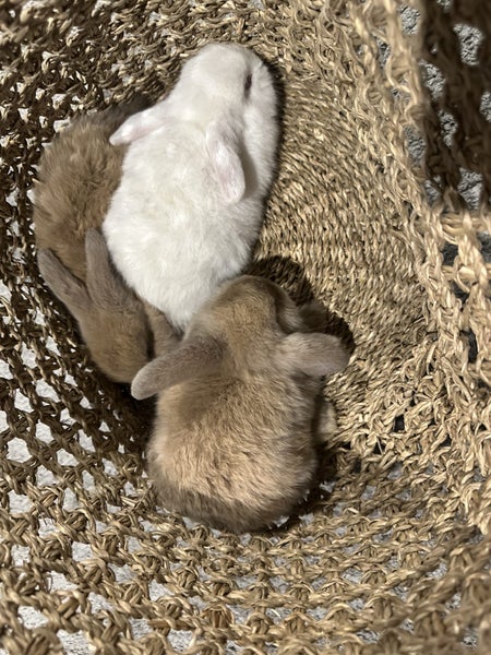 Mini lop baby bunnies Carousel 5