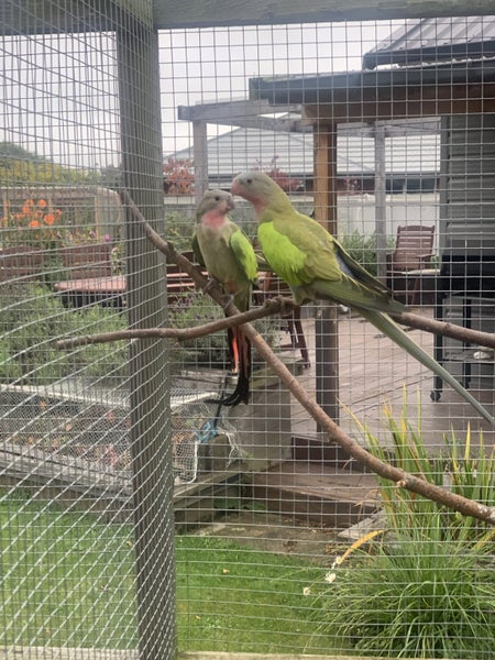 Aviary downsize - Princess Parots & Splendids Carousel 1