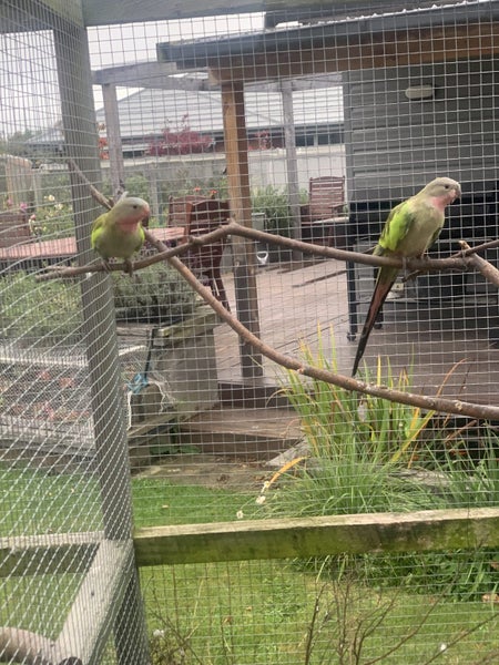 Aviary downsize - Princess Parots & Splendids Carousel 2