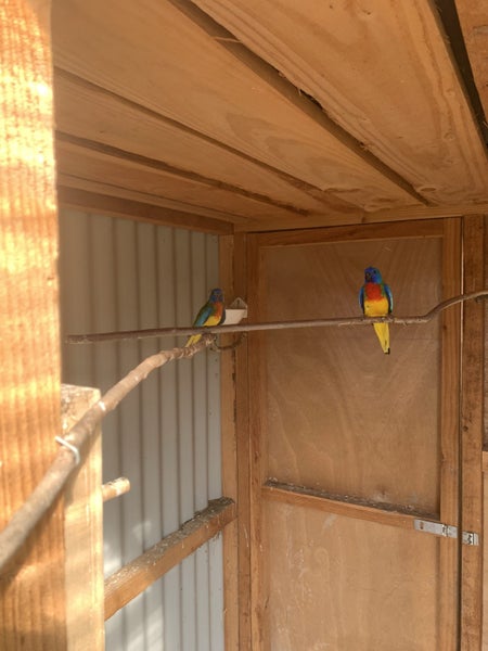 Aviary downsize - Princess Parots & Splendids Carousel 4
